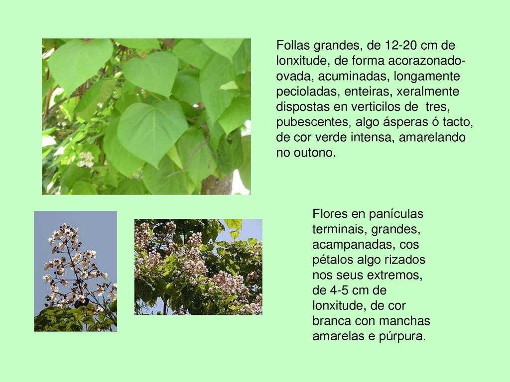 Follas grandes, de cm de lonxitude, de forma acorazonado-ovada, acuminadas, longamente pecioladas, enteiras, xeralmente dispostas en verticilos de tres, pubescentes, algo ásperas ó tacto, de cor verde intensa, amarelando no outono.
