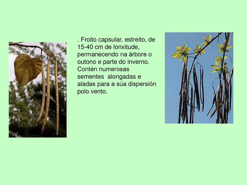 Froito capsular, estreito, de cm de lonxitude, permanecendo na árbore o outono e parte do inverno.