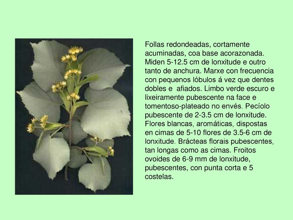 Follas redondeadas, cortamente acuminadas, coa base acorazonada