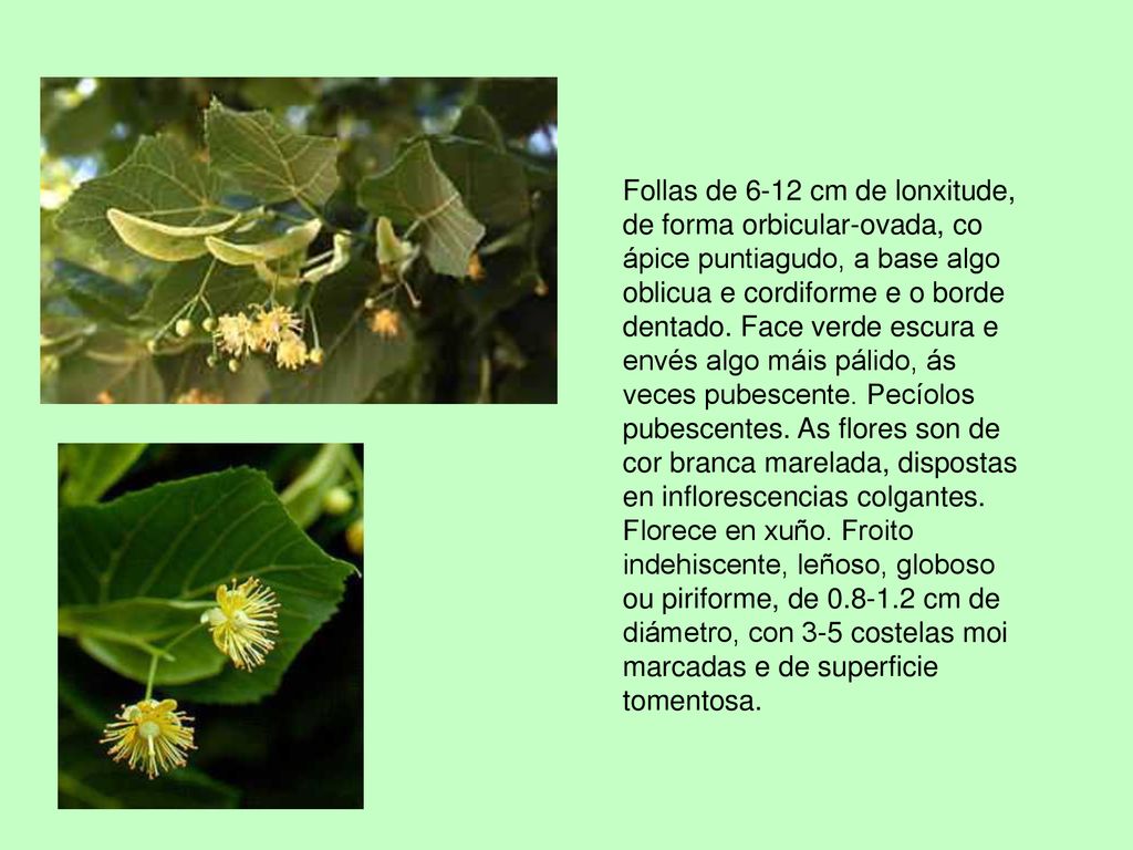 Follas de 6-12 cm de lonxitude, de forma orbicular-ovada, co ápice puntiagudo, a base algo oblicua e cordiforme e o borde dentado.