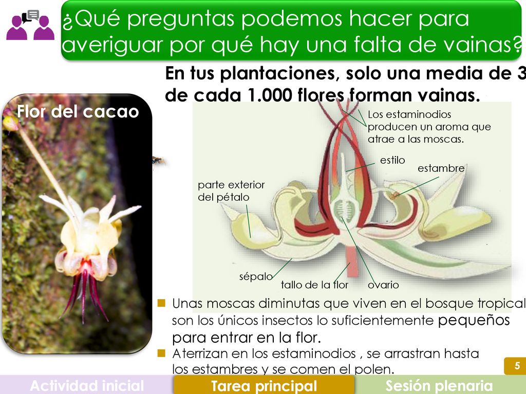 ¿Qué preguntas podemos hacer para averiguar por qué hay una falta de vainas