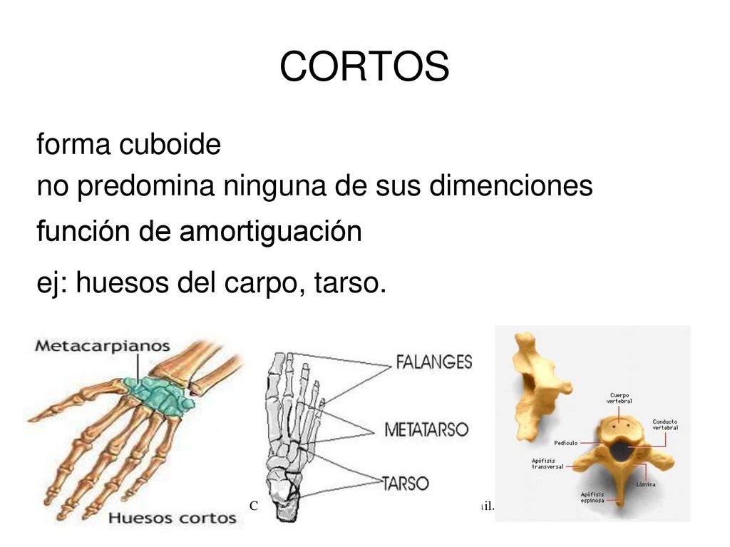 CORTOS forma cuboide. no predomina ninguna de sus dimenciones función de amortiguación. ej: huesos del carpo, tarso.