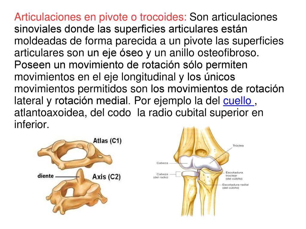 Articulaciones en pivote o trocoides: Son articulaciones sinoviales donde las superficies articulares están moldeadas de forma parecida a un pivote las superficies articulares son un eje óseo y un anillo osteofibroso.