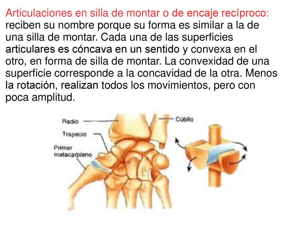 Articulaciones en silla de montar o de encaje recíproco: reciben su nombre porque su forma es similar a la de una silla de montar.
