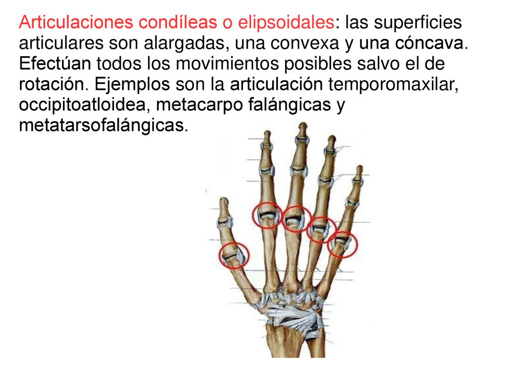 Articulaciones condíleas o elipsoidales: las superficies articulares son alargadas, una convexa y una cóncava.