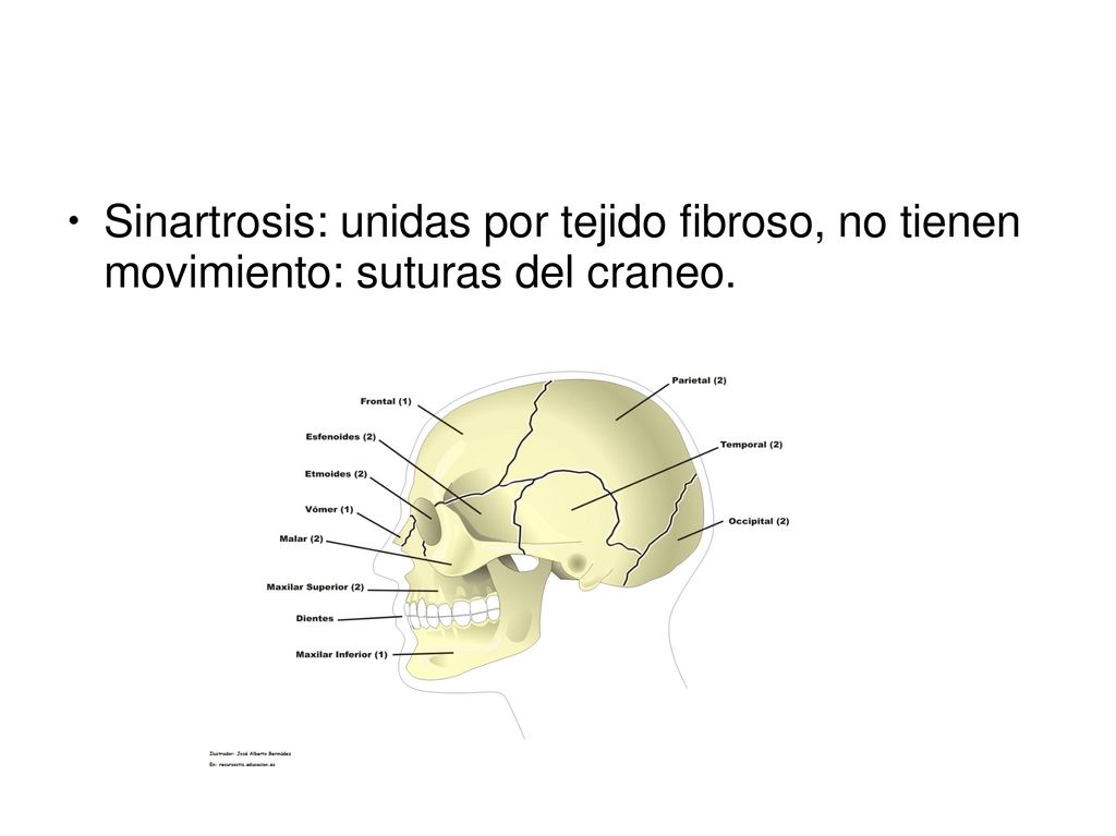 Sinartrosis: unidas por tejido fibroso, no tienen movimiento: suturas del craneo.