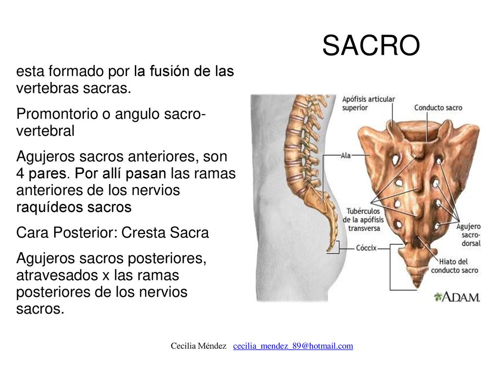 SACRO esta formado por la fusión de las vertebras sacras.