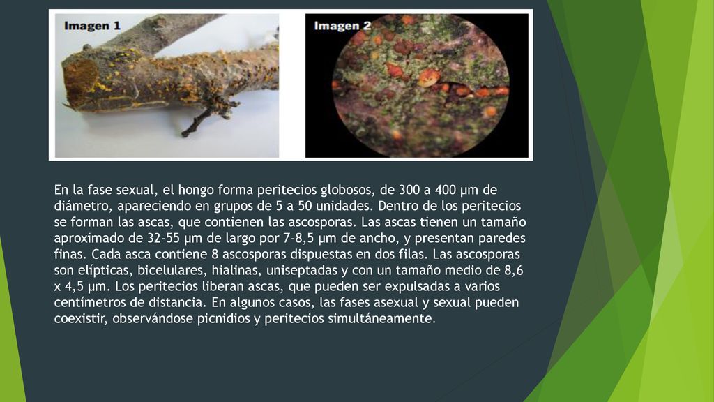 En la fase sexual, el hongo forma peritecios globosos, de 300 a 400 µm de diámetro, apareciendo en grupos de 5 a 50 unidades.
