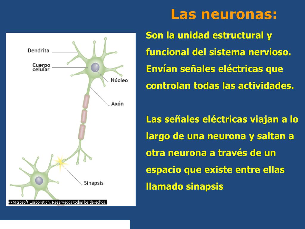 Las neuronas: Son la unidad estructural y funcional del sistema nervioso. Envían señales eléctricas que controlan todas las actividades.