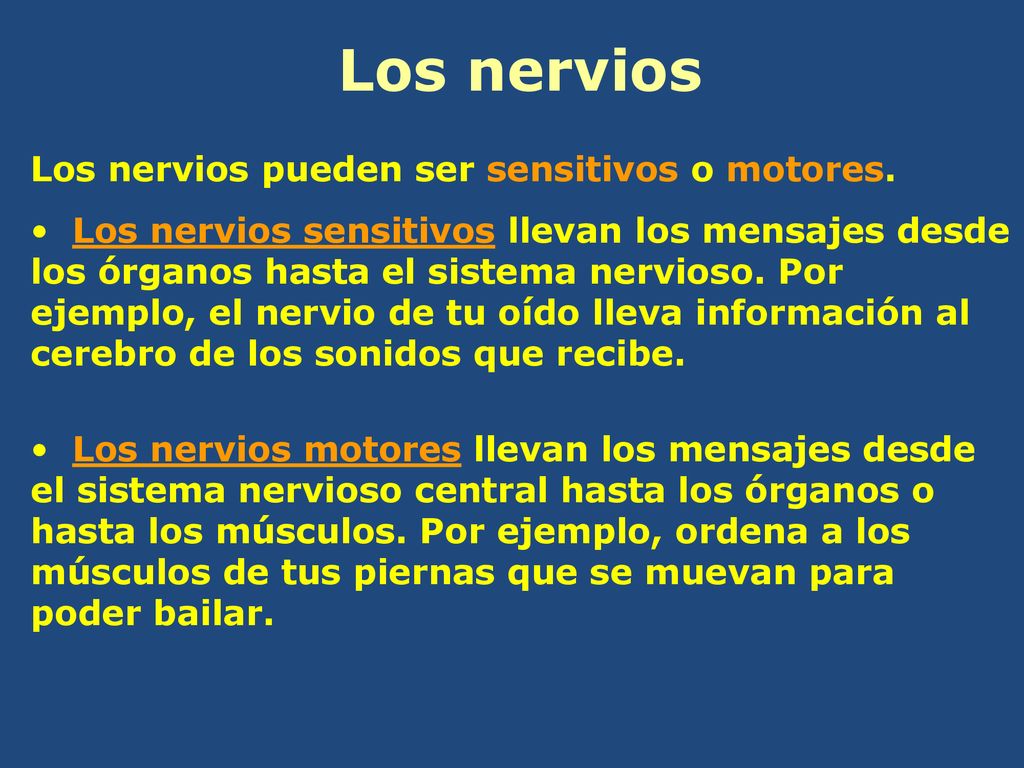 Los nervios Los nervios pueden ser sensitivos o motores.
