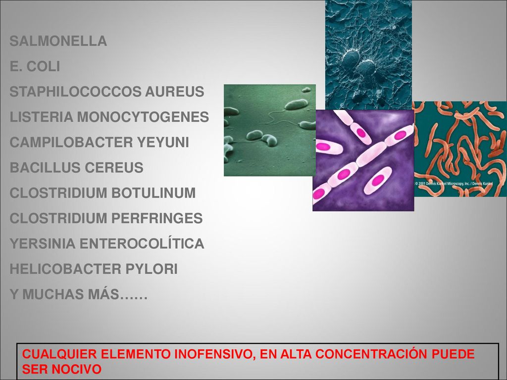 STAPHILOCOCCOS AUREUS LISTERIA MONOCYTOGENES CAMPILOBACTER YEYUNI