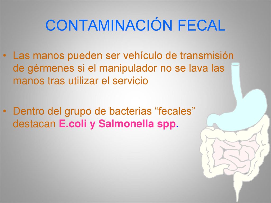 CONTAMINACIÓN FECAL Las manos pueden ser vehículo de transmisión de gérmenes si el manipulador no se lava las manos tras utilizar el servicio.