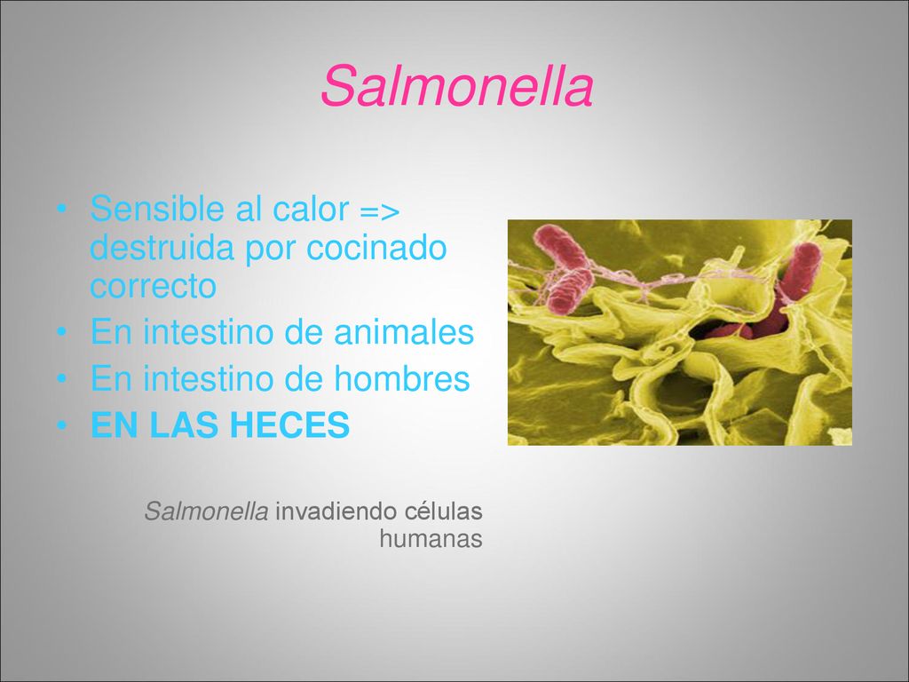 Salmonella Sensible al calor => destruida por cocinado correcto