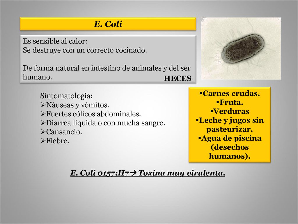 E. Coli Es sensible al calor: Se destruye con un correcto cocinado.