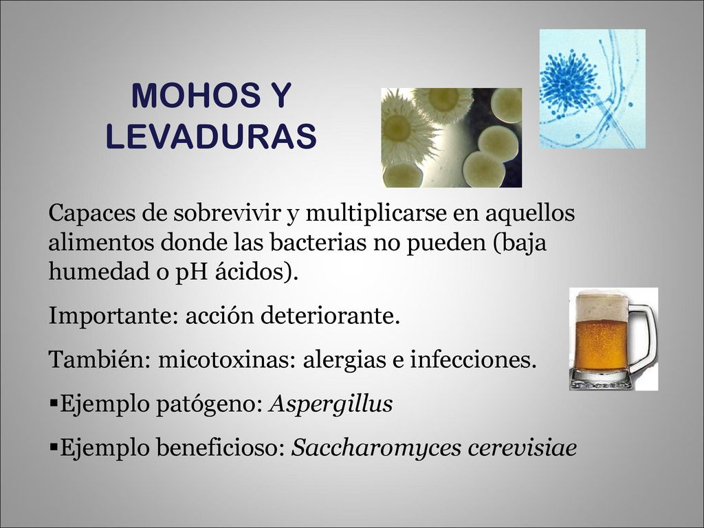 MOHOS Y LEVADURAS Capaces de sobrevivir y multiplicarse en aquellos alimentos donde las bacterias no pueden (baja humedad o pH ácidos).