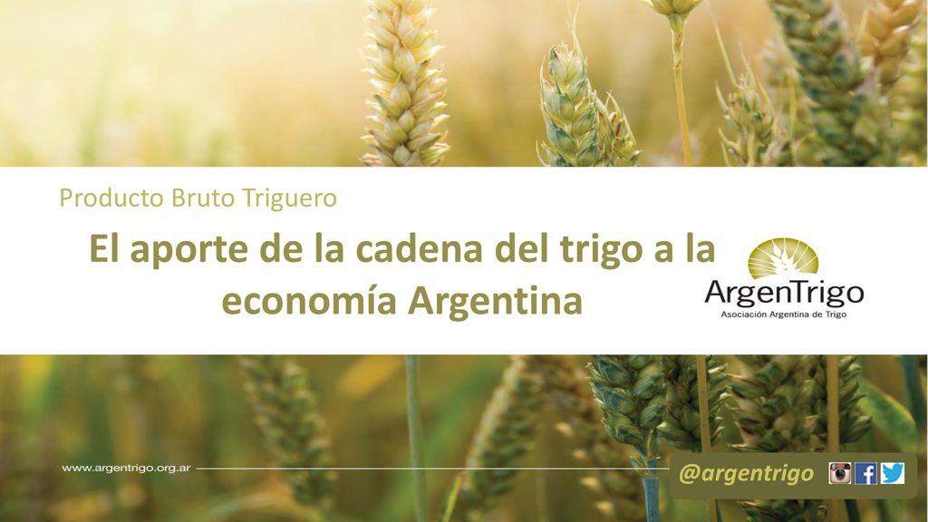 El aporte de la cadena del trigo a la economía Argentina