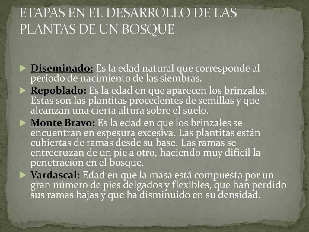 ETAPAS EN EL DESARROLLO DE LAS PLANTAS DE UN BOSQUE