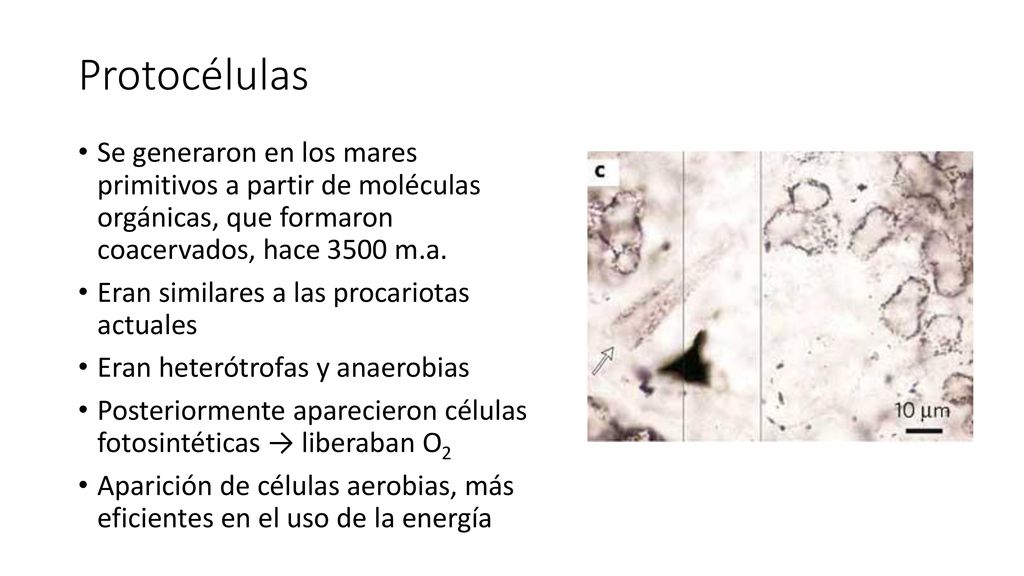 Protocélulas Se generaron en los mares primitivos a partir de moléculas orgánicas, que formaron coacervados, hace 3500 m.a.