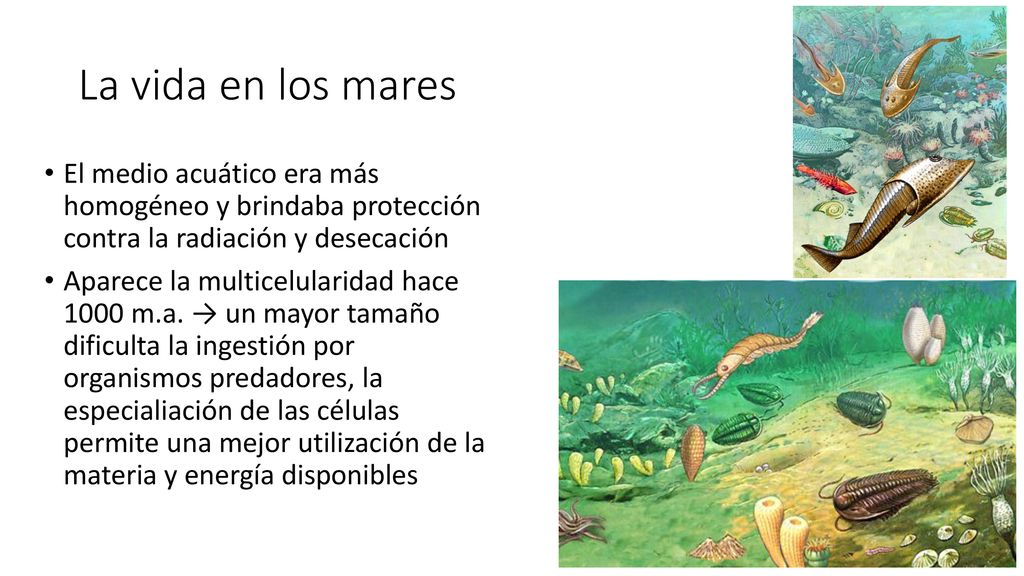 La vida en los mares El medio acuático era más homogéneo y brindaba protección contra la radiación y desecación.