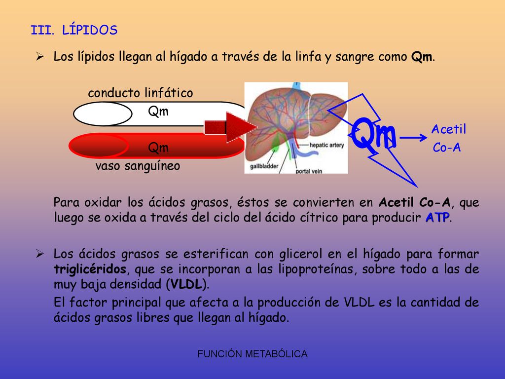 III. LÍPIDOS Los lípidos llegan al hígado a través de la linfa y sangre como Qm. conducto linfático.
