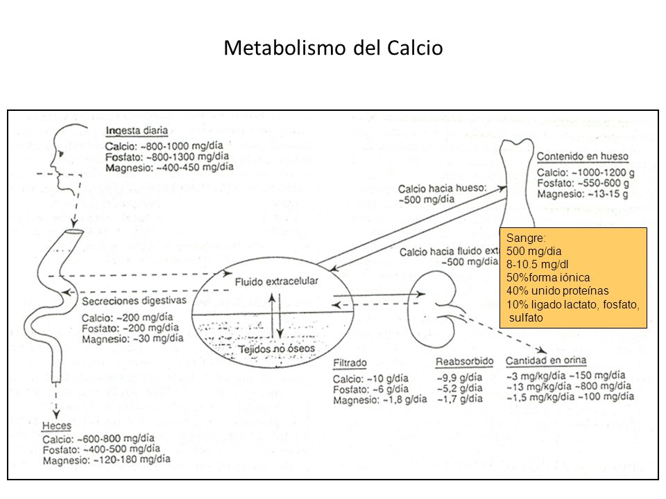 Metabolismo del Calcio