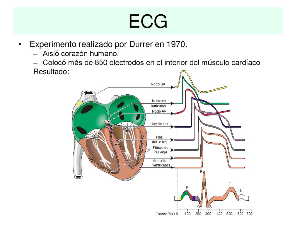 ECG Experimento realizado por Durrer en Aisló corazón humano.