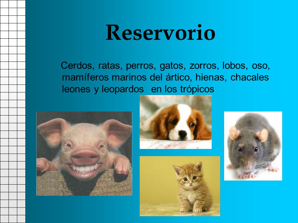 Reservorio Cerdos, ratas, perros, gatos, zorros, lobos, oso, mamíferos marinos del ártico, hienas, chacales leones y leopardos en los trópicos.
