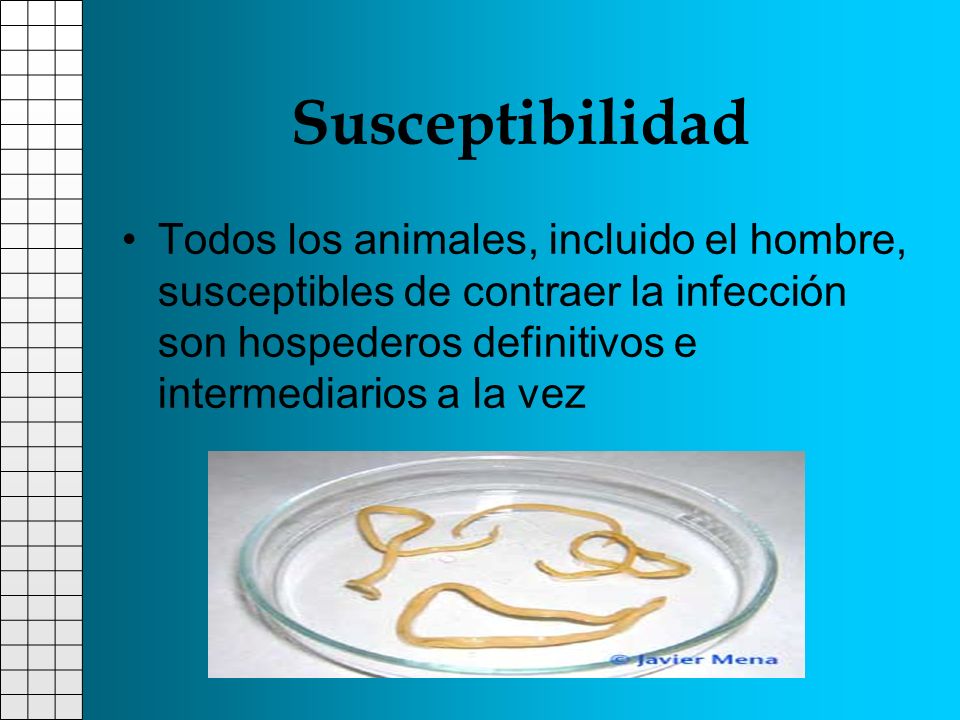 Susceptibilidad Todos los animales, incluido el hombre, susceptibles de contraer la infección son hospederos definitivos e intermediarios a la vez.