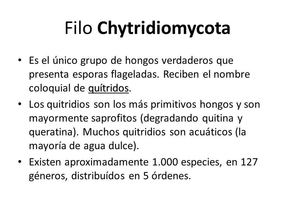 Filo Chytridiomycota Es el único grupo de hongos verdaderos que presenta esporas flageladas. Reciben el nombre coloquial de quítridos.