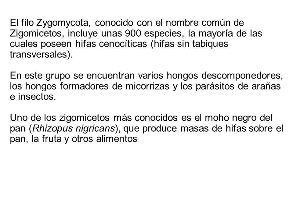 El filo Zygomycota, conocido con el nombre común de Zigomicetos, incluye unas 900 especies, la mayoría de las cuales poseen hifas cenocíticas (hifas sin tabiques transversales).