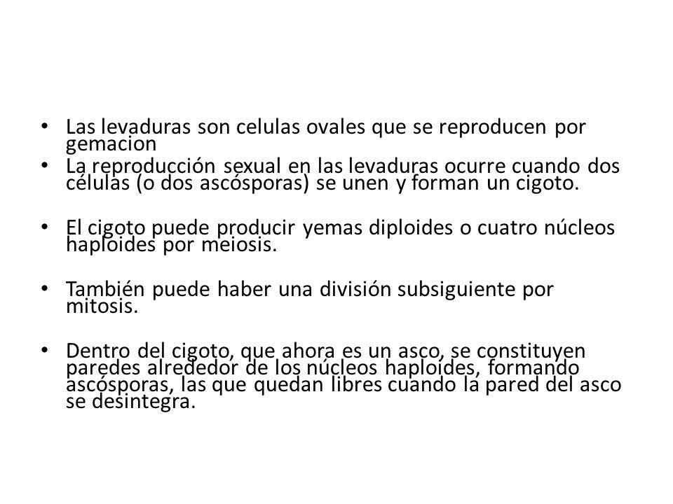 Las levaduras son celulas ovales que se reproducen por gemacion