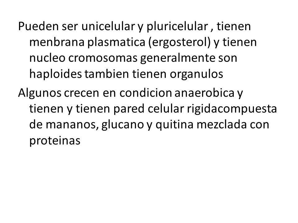 Pueden ser unicelular y pluricelular , tienen menbrana plasmatica (ergosterol) y tienen nucleo cromosomas generalmente son haploides tambien tienen organulos Algunos crecen en condicion anaerobica y tienen y tienen pared celular rigidacompuesta de mananos, glucano y quitina mezclada con proteinas