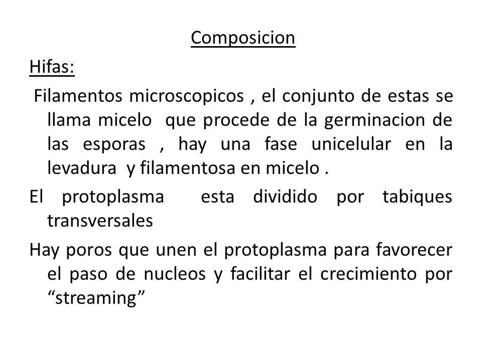 Composicion Hifas: Filamentos microscopicos , el conjunto de estas se llama micelo que procede de la germinacion de las esporas , hay una fase unicelular en la levadura y filamentosa en micelo .