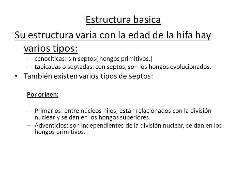 Su estructura varia con la edad de la hifa hay varios tipos: