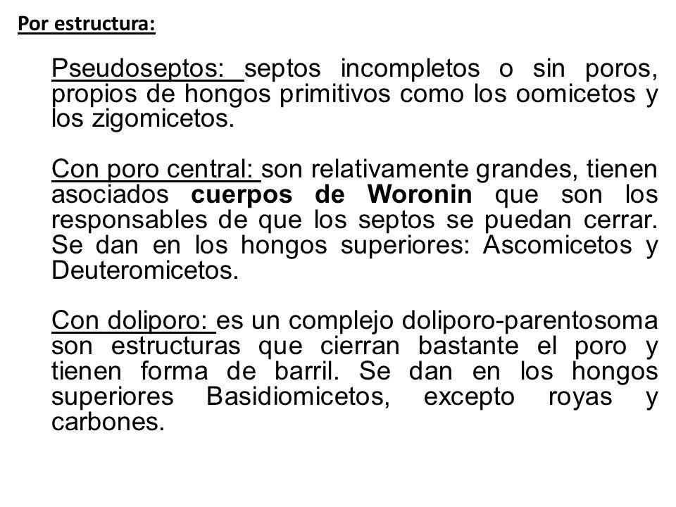 Por estructura: Pseudoseptos: septos incompletos o sin poros, propios de hongos primitivos como los oomicetos y los zigomicetos.