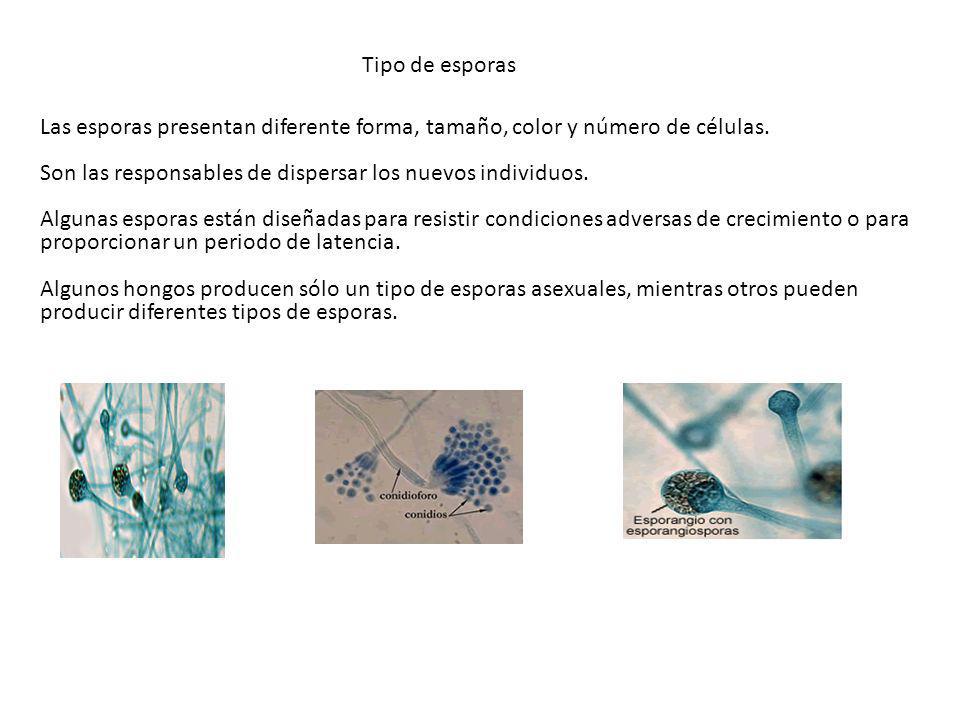 Tipo de esporas Las esporas presentan diferente forma, tamaño, color y número de células. Son las responsables de dispersar los nuevos individuos.