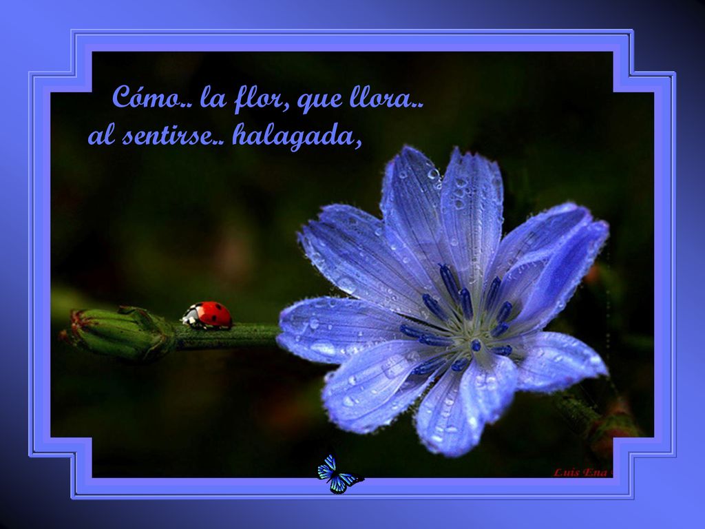 Cómo.. la flor, que llora.. al sentirse.. halagada,