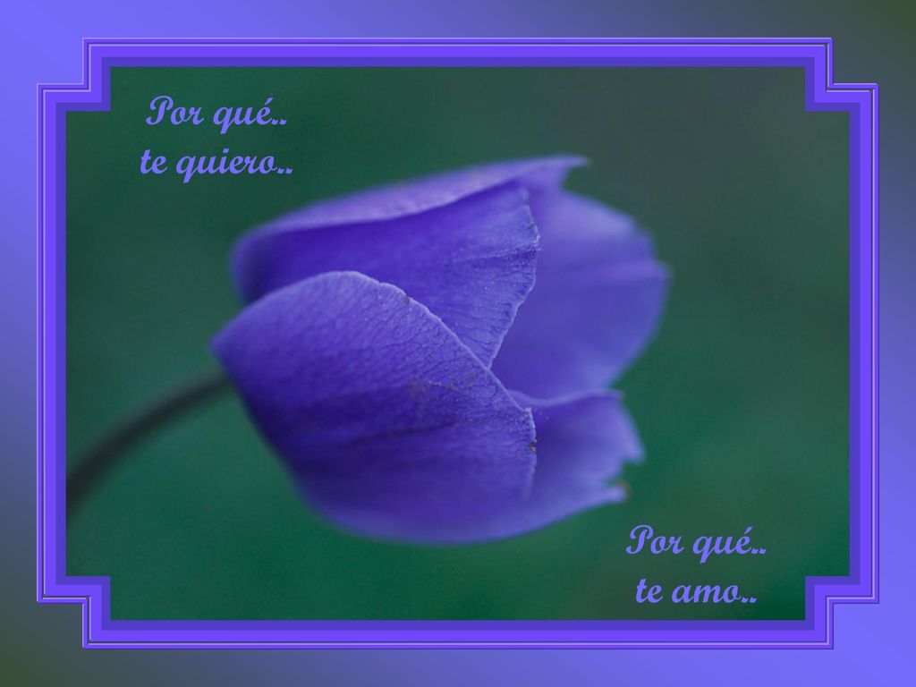 Por qué.. te quiero.. Por qué.. te amo..
