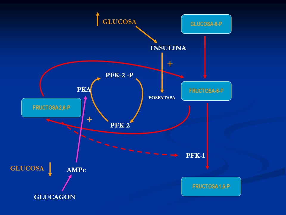+ + GLUCOSA INSULINA PFK-2 -P PKA PFK-2 PFK-1 GLUCOSA AMPc GLUCAGON