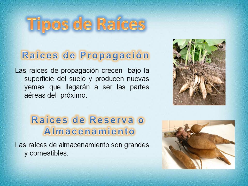 Tipos de Raíces Raíces de Propagación Raíces de Reserva o