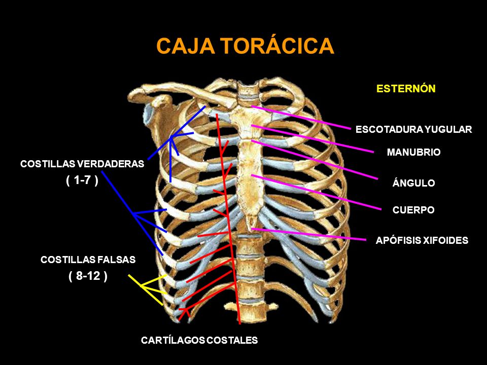 CAJA TORÁCICA ( 1-7 ) ( 8-12 ) ESTERNÓN ESCOTADURA YUGULAR MANUBRIO