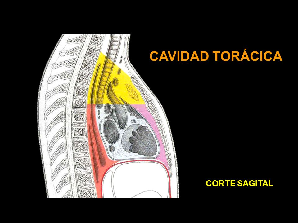 CAVIDAD TORÁCICA CORTE SAGITAL