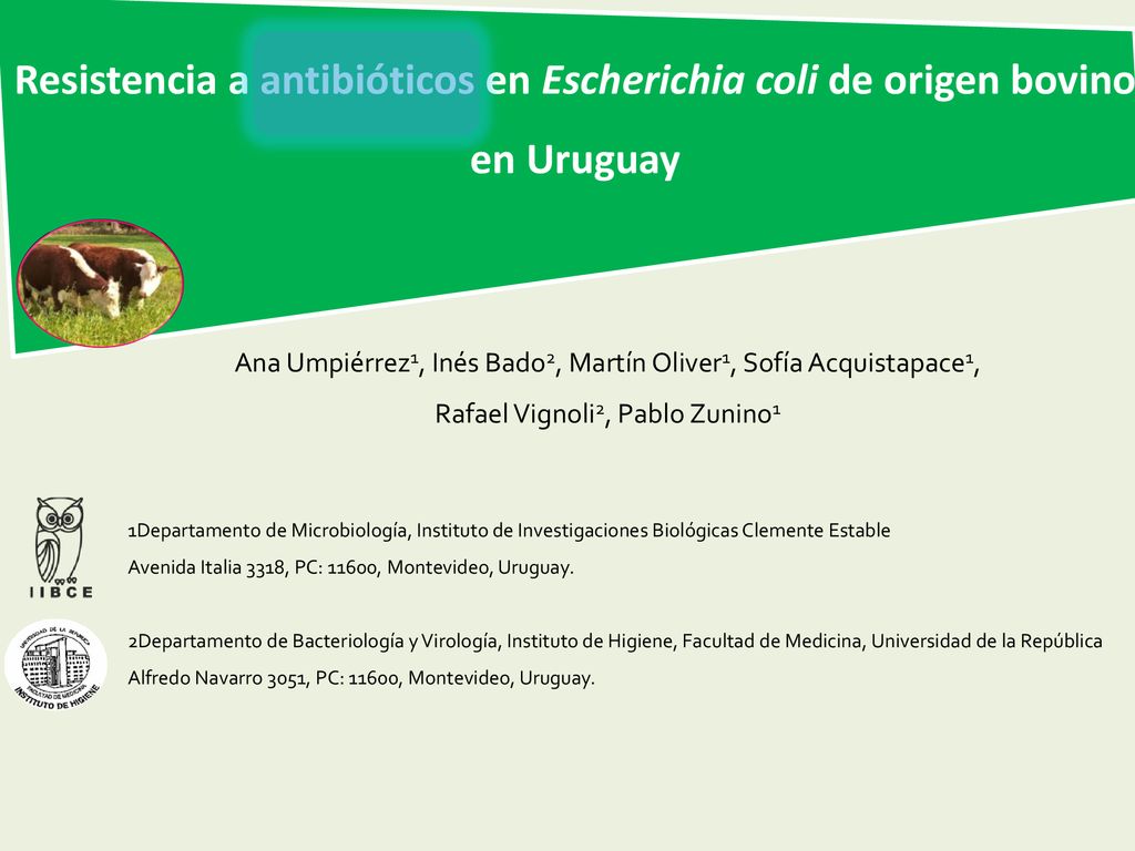 Resistencia a antibióticos en Escherichia coli de origen bovino en Uruguay