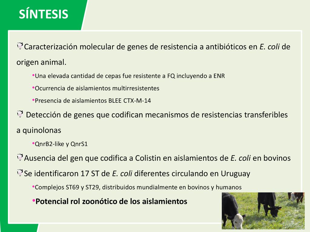 SÍNTESIS Caracterización molecular de genes de resistencia a antibióticos en E. coli de origen animal.