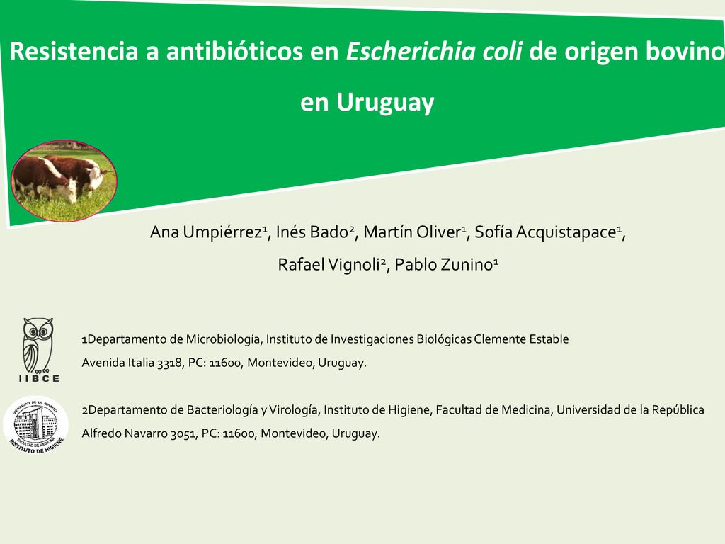 Resistencia a antibióticos en Escherichia coli de origen bovino en Uruguay