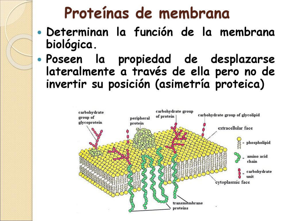 Proteínas de membrana Determinan la función de la membrana biológica.