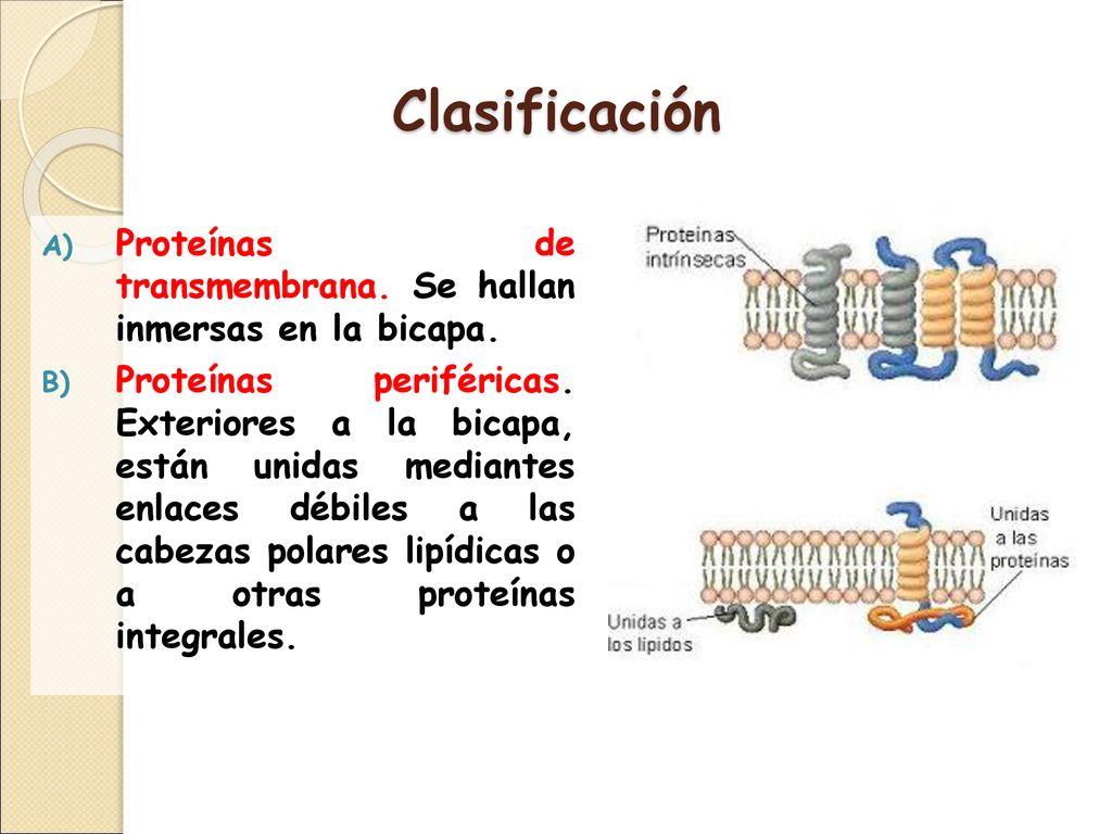 Clasificación Proteínas de transmembrana. Se hallan inmersas en la bicapa.