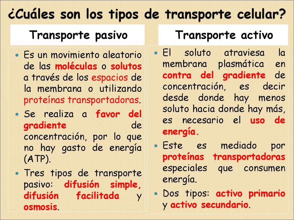 ¿Cuáles son los tipos de transporte celular