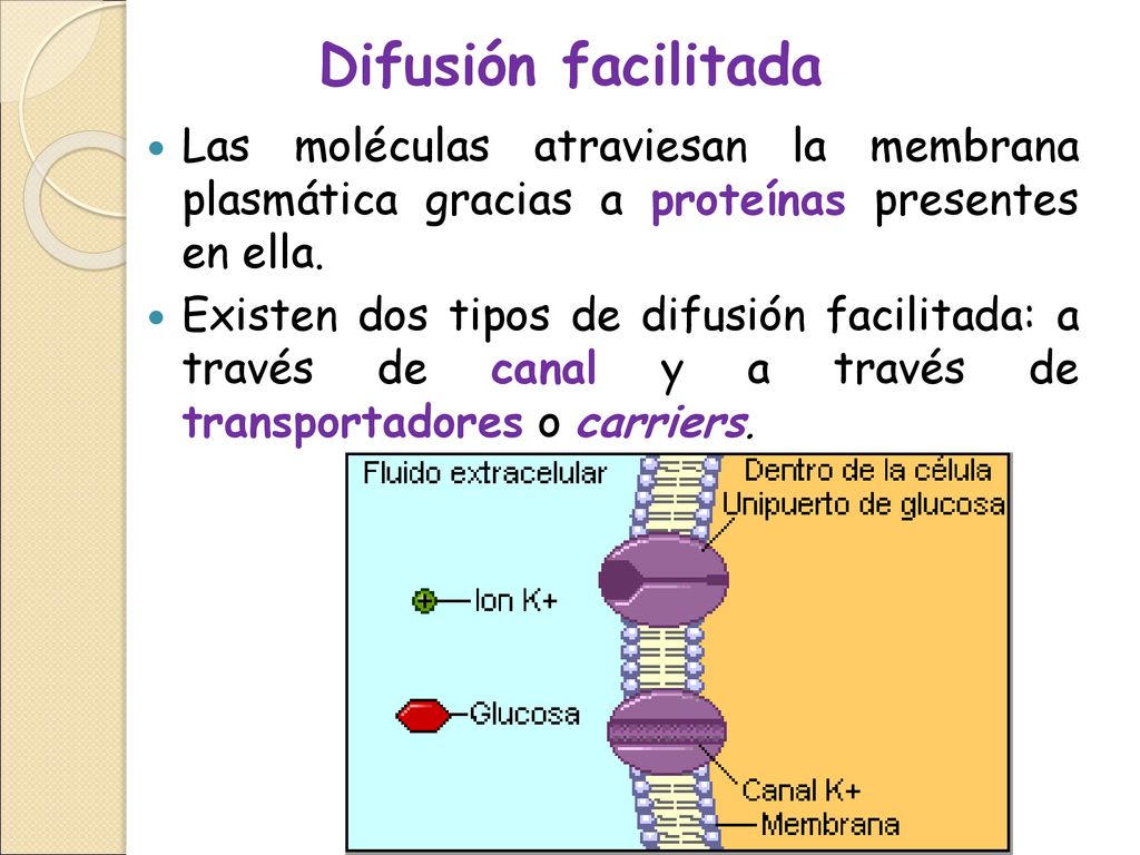 Difusión facilitada Las moléculas atraviesan la membrana plasmática gracias a proteínas presentes en ella.