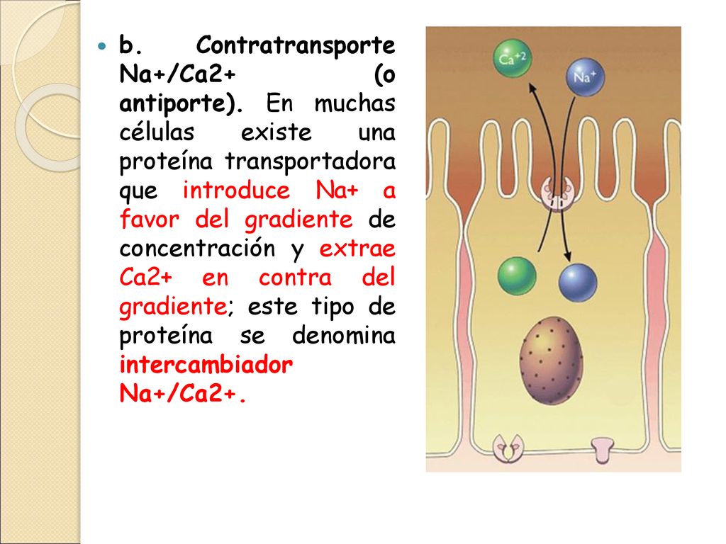 b. Contratransporte Na+/Ca2+ (o antiporte)